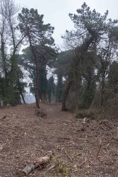 Kış mevsiminde ormanda yol