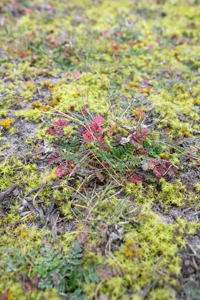 Forest Meadow New Plants Grow Soil Red Green Leaves — Foto de Stock