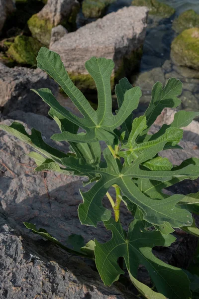 Branch Fig Tree Rocks — Stok Foto