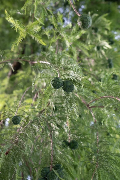 Taxodium Distichum Green Cones — Stok Foto