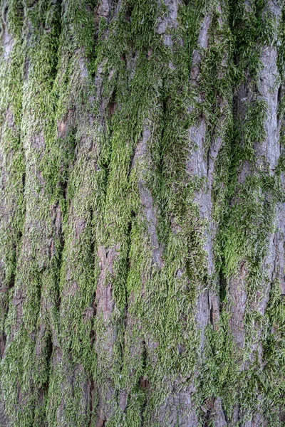 Moss Growing Bark Tree — Stockfoto