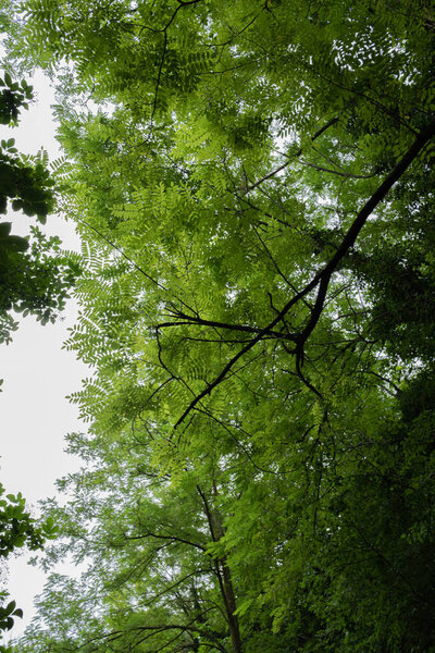 Robinia pseudoacacia seen from below