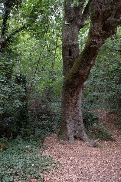 Τοπίο Στο Δάσος Φύση Κατά Μήκος Του Μονοπατιού Στο Δάσος — Φωτογραφία Αρχείου