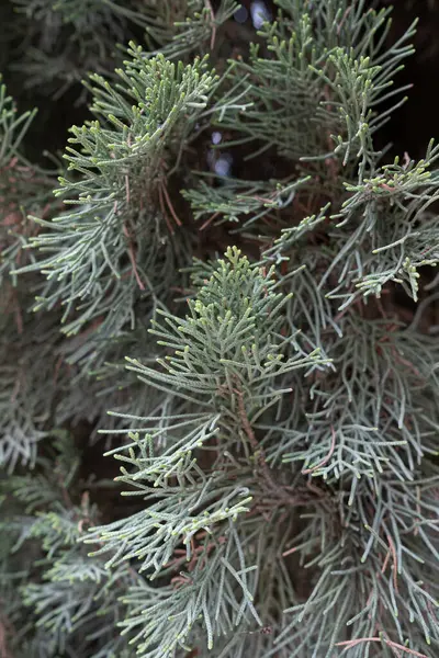 New Cypress Leaves Grow Sunlight — Stockfoto