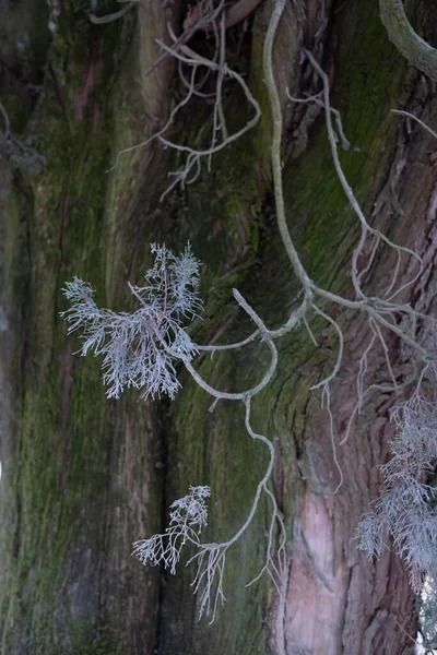 Branch of cypress tree with new leaves and in the background the bark covered in part by lichens