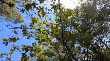 Walk in the forest with your eyes turned to the sky and the canopy of the trees