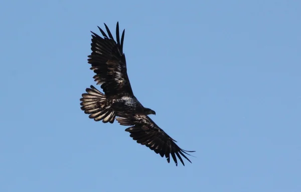 Águila calva en vuelo Fotos de stock