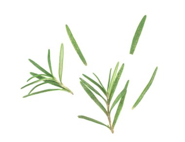 Biberiye beyaz arka planda izole edilmiş. Beyaz arka planda izole edilmiş taze yeşil biberiye yapraklarının yakın çekim stüdyosu..