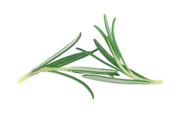 Biberiye dalı ve yaprakları beyaz arka planda izole edilmiş.