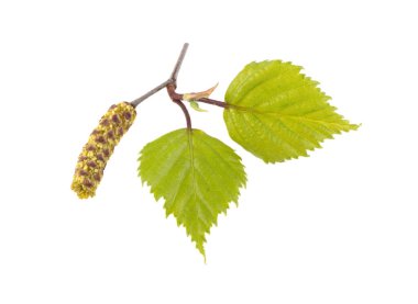 Beyaz bir arka plan üzerinde Bahar, genç huş ağacı dalı