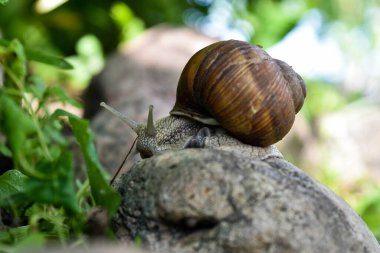 Büyük bir üzüm salyangozu boynuzlarını uzatarak bir taşın üzerinde sürünür.
