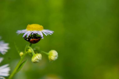 Küçük bir uğur böceği çiçeğin arkasından sürünüyor.