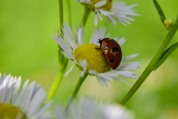 Small Ladybug Crawls Yellow Core Flower — Stock Photo, Image