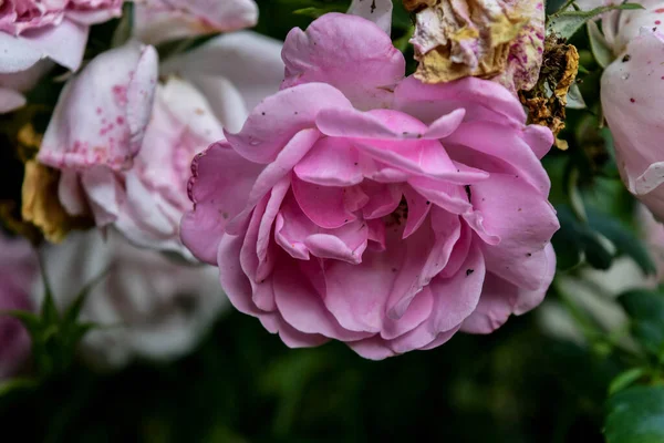 Pink Rosebud Dewdrops Close — Stock Photo, Image