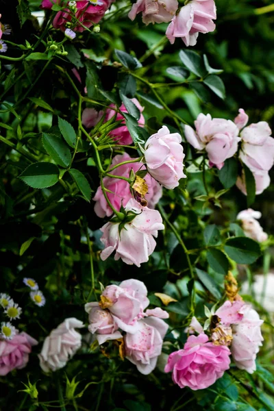 Bahçedeki çalıların üzerindeki yumuşak pembe güller.