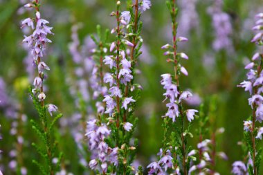 Ormandaki bir açıklıkta küçük leylak çiçekleri