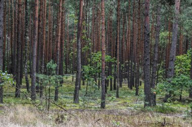 Sanatoryumda kahverengi çam gövdesi