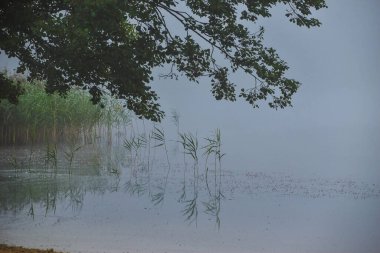 Sis sırasında gölün yakınındaki çalılar ve ağaçlar