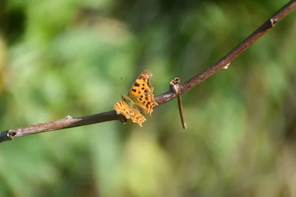 Benekli Kahverengi Bir Kelebek Güneşli Bir Günde Bir Dalda Oturur — Stok fotoğraf