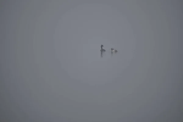 霧の中で湖の水の上に2つの野生のアヒルの水泳 — ストック写真