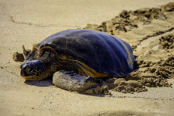 Green Sea Turtle, Oahu, Hawaii — Stock Photo, Image
