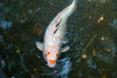 Hawaii, Oahu 'da bir gölette sazan balığı su yüzeyine yakın yüzer.