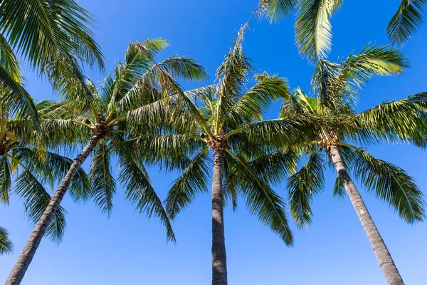 Palmy Tle Błękitnego Nieba Róg Palm Jasnym Błękitnym Niebie Dniu — Zdjęcie stockowe