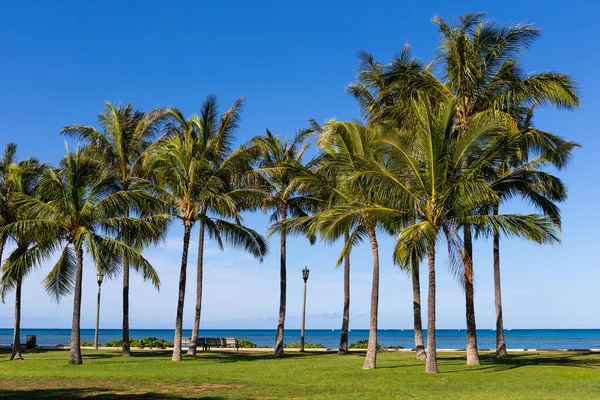 Pálmafák Pihenőhelyek Székekkel Kapiolani Regionális Park Körül Oahu Hawaii — Stock Fotó