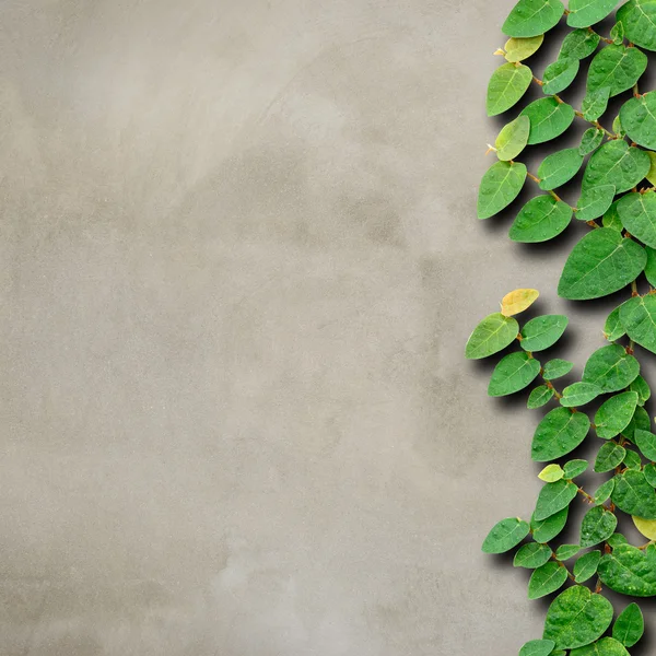 Cement vägg med murgröna fastställande klättring träd bakgrund. — Stockfoto