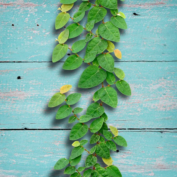 Ivy fixing climbing tree on grunge wood background on green colo — Stock Photo, Image