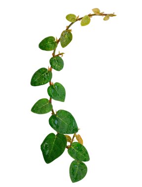 beyaz izole düzeltme ağaç tırmanışı.