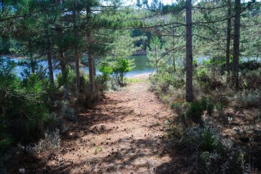 Monte Lerno ormanının manzarası