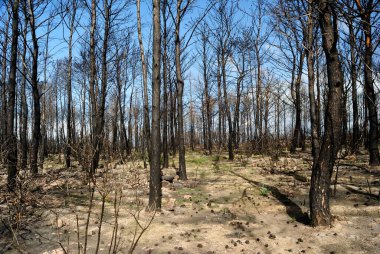 Tresnuraghes ormanındaki yangın. 