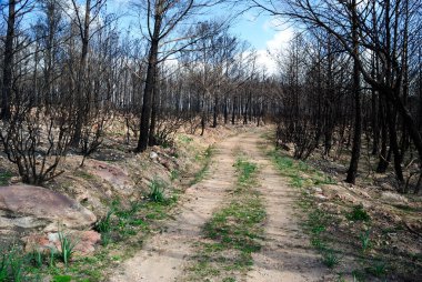 Tresnuraghes ormanındaki yangın. 