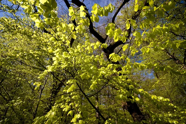 Primi piani primavera in verde — Foto Stock