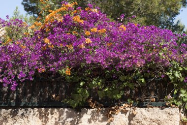 Majorca mor ve turuncu çiçekler