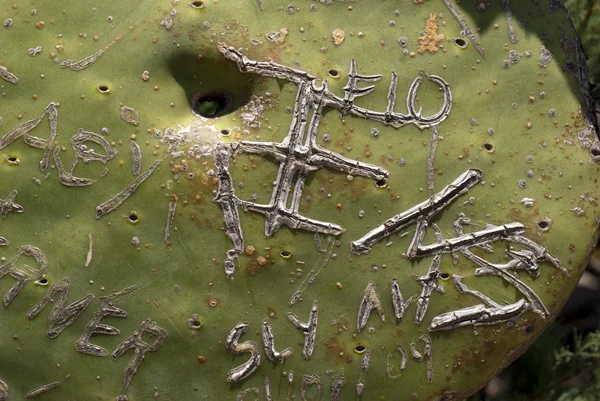Graffiti on a cactus — Stock Photo, Image