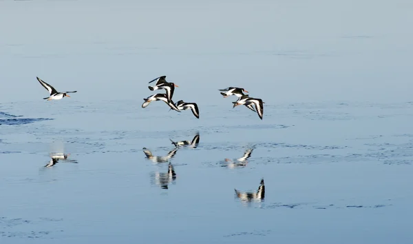 Aves de invierno — Foto de Stock