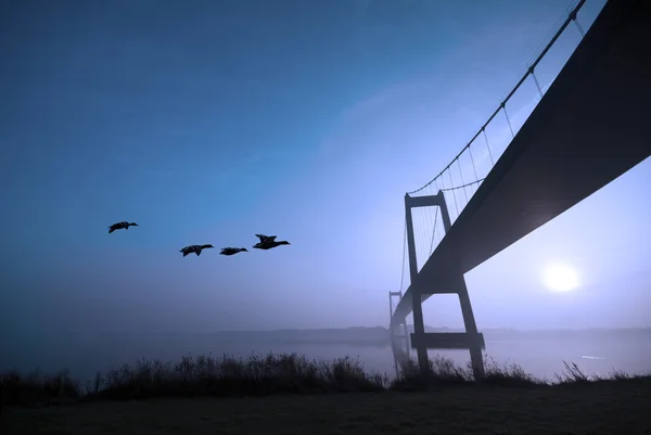 Ducks and blue bridge — Stock Photo, Image