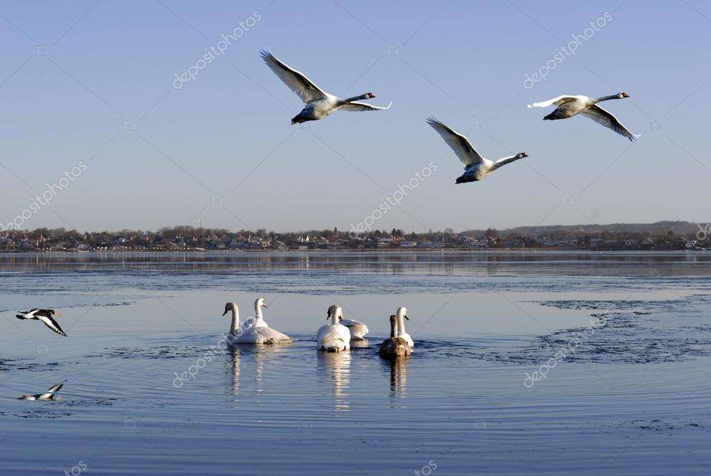 Oiseaux Qui Volent Et Natation Photographie Camema 12254031