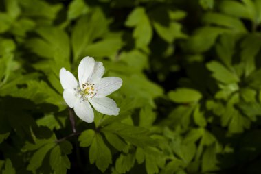 ahşap anemone portre