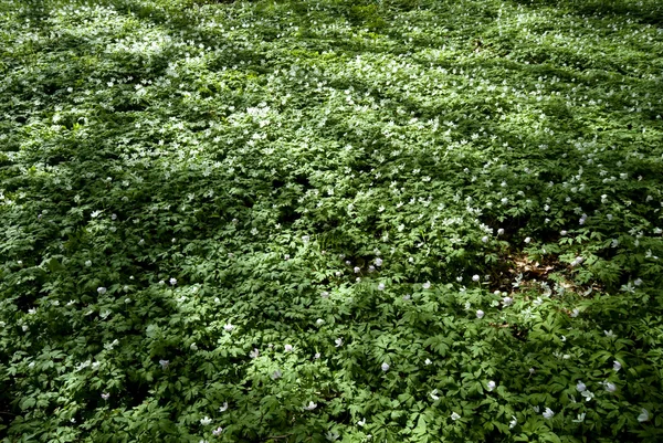 Anemone flowers floor — Stock Photo, Image