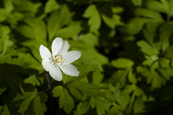 ahşap anemone portre