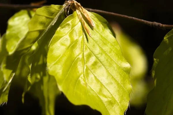 Kayın closeup, hafif yeşil leafes — Stok fotoğraf
