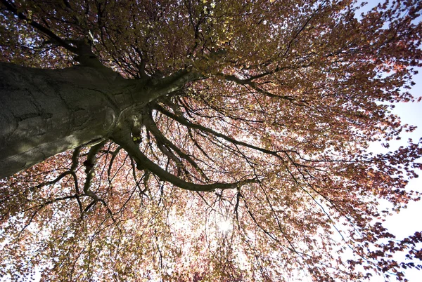 Copper beech — Stockfoto