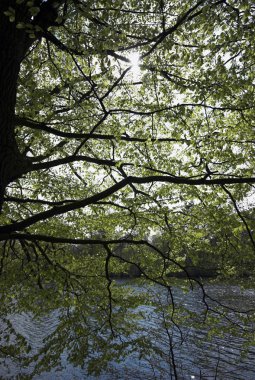 Güneş, Bahar ve göl
