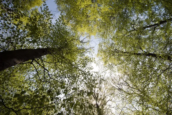 Canopy de haya de primavera — Foto de Stock