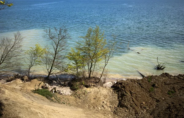 Träd på stranden — Stockfoto