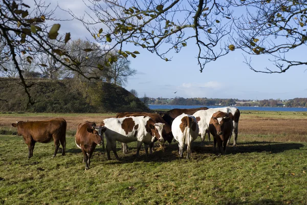 Kühe auf Gras — Stockfoto