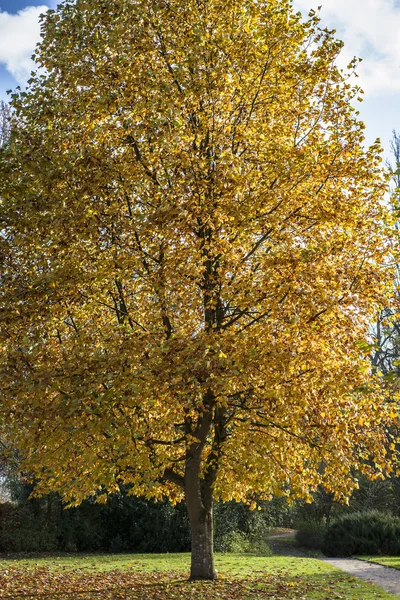 Colori d'autunno — Foto Stock